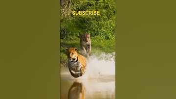 Leopard #wildlife #wildlifeentertainment #snake #wildliferescue #ai #animals #wildanimals