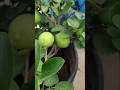 Khad routine for Lemon Plant