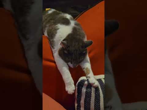 Cat Nap