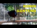 Suara Kolibri Ninja Ngeber Bikin Trotol Nyaut Gacor Ngobra Full Masteran Mp3 - Mp4 Download