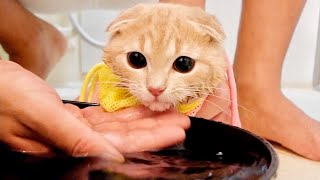 お風呂で初めてあごシャンプーをした子猫の様子がこちら！