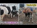 Молбозори кумсангир Нархои гови ширдор гови бугуз Бехтарин нархо будай 10 01 2021