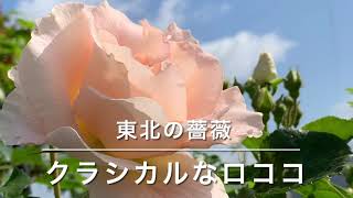 東北の薔薇 ロココの魅力 大好きなロココのご紹介 花いろを楽しんで下さいね シニアの薔薇育て Youtube