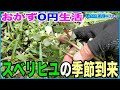 【おかず0円生活】スベリヒユの季節がやって来ました♪ ヒユ料理