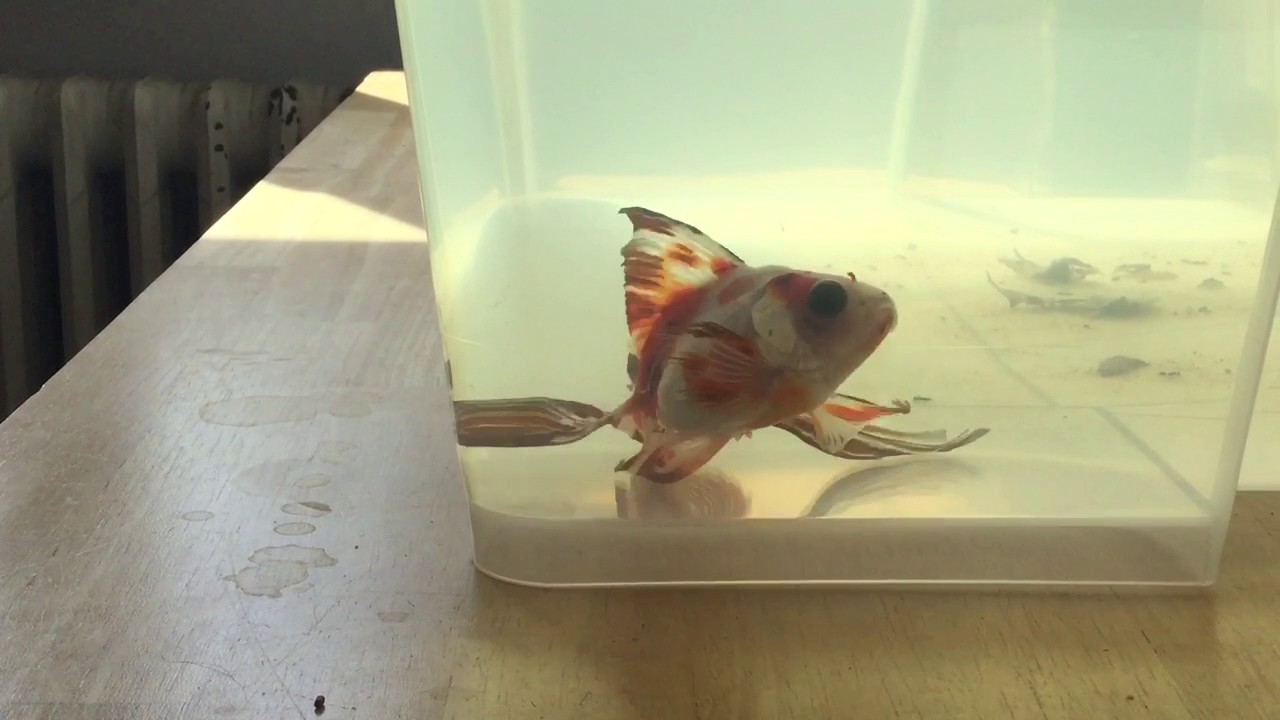 Kranke Goldfisch - YouTube