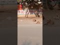 Dog Tricks | Funny Dog Videos | Dog Grooming | Dog Care Tips | Dog Behavior | Funny Dogs Compilation