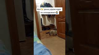 Куда торопиться кот?😂:#shorts #интересно