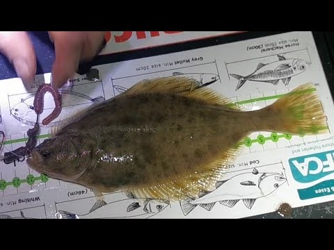 Видео: Flounder-аас юу чанаж болох вэ?