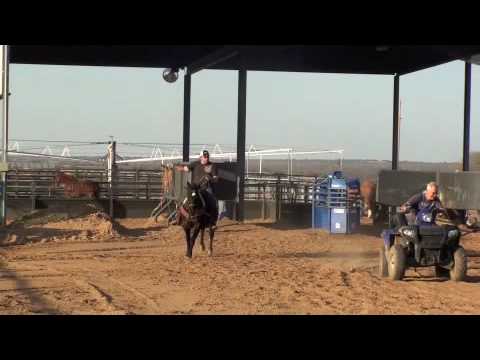 Colton Allen Roping Coleman Proctor Team Roping on a broncky colt at Speed Williams pen ...