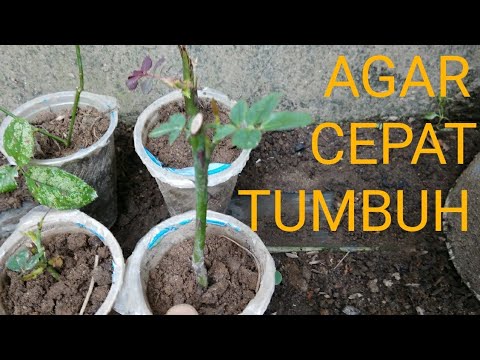 Video: Cara Menanam Bunga Ros