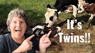 Surprise Twin Birth Caught on Camera/ Why We Don’t Calf Share in the Traditional way