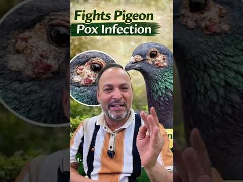 Treatment For Pigeon Pox #pigeon #kabootar #kabutar