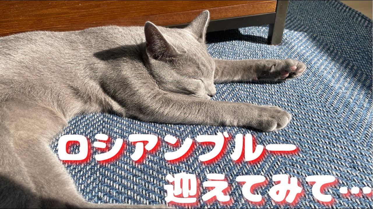 激しく後悔した一年でした…【ロシアンブルー】子猫 - YouTube
