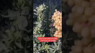 عصام الشايع معني [عنبا وقضبا] في سورة عبس