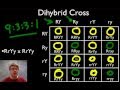 A Beginner's Guide to Punnett Squares