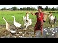 Women catch geese in a field by the roadside - Cook eggs for dogs and ducklings.