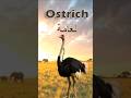 Learn English Review Ostrich نعامة 
