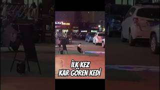 İlk Kez Kar Gören Kedi̇