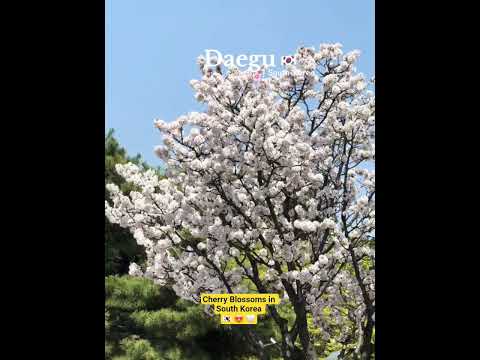 Cherry Blossoms in South Korea 🇰🇷 😍 🤍 #cherry #spring #springvibes #daegu #korea #viral #fypシ