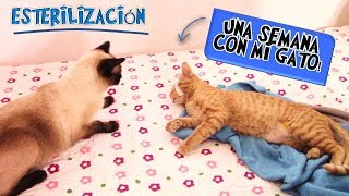 La Operación No fue Cómo La Esperábamos! | Esterilización |  Criptorquidia en Gatos