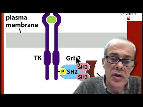 4.4 Mechanism of receptor tyrosine kinase (RTK) action