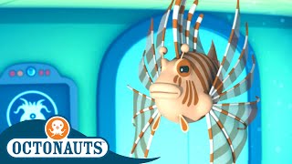 Octonauts  The Lionfish | Cartoons for Kids | Underwater Sea Education