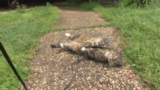 Bossier City proposes changes to animal ordinance laws
