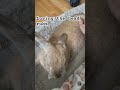 Getting a pet in without him moving #rabbitsofyoutube #bunny #bunniesworldwide #viralrabbit #rabbits