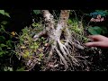 Full Bongkar Calon Bonsai Twin Elegan!!!