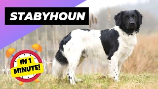 Stabyhoun  In 1 Minute!  One Of The Rarest Dog Breeds In The World | 1 Minute Animals