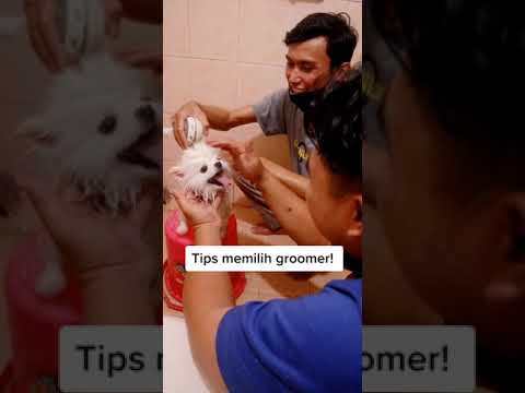 Video: Memilih Groomer