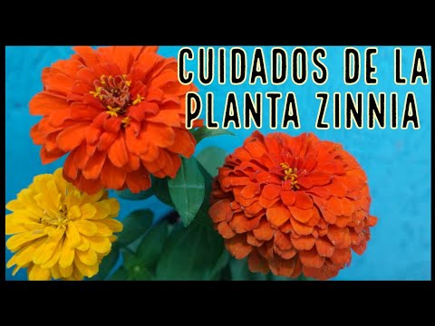 Video: Cultivares populares de zinnia: aprenda sobre los diferentes tipos de flores de zinnia