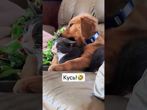 На это Можно смотреть ВЕЧНО!! Смешные Кошки и Собаки! 😂😂😂 #ShortsVideo #Shorts