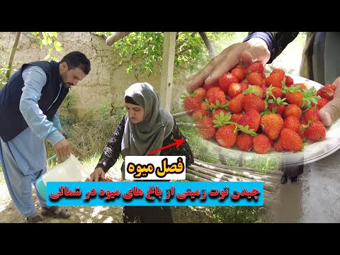 فصل میوه چیدن توت زمینی از باغ های شمالی