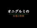 オニグルミの生態と特徴　＃クルミ ＃オニグルミ ＃木の実 ＃山形県鶴岡市 ＃田舎暮らし