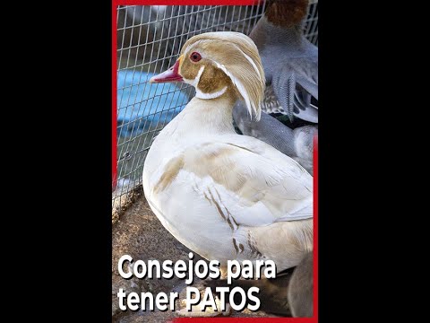 Video: Patos salvajes en estanques de jardín: consejos para atraer patos a su propiedad