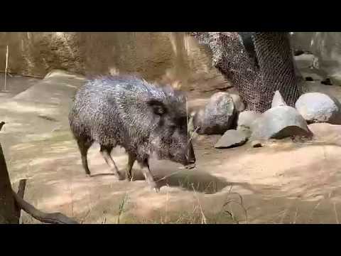 絶滅危惧種 チャコアンペッカリー Chaccoan Peccary San Diego Zoo Youtube 絶滅危惧種 チャコアンペッカリー Chaccoan Peccary San Diego Zoo Youtube