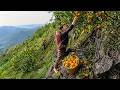 Single Dad Harvests Mountain Oranges and Wild Herbs to Feed His Son – Off Grid Living