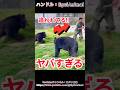 クマに襲われた男性…この仕事命がけだ！！#熊 #animals #動物 #おもしろ動画