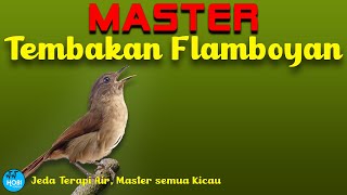Master Tembakan Flamboyan