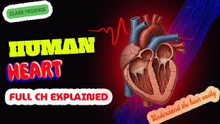 🫀 One sho Heart | Class 7 Science Simple Explanation. #Class7Science #HumanHeart #Heart #Biology