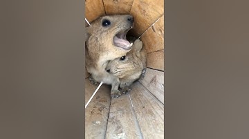 Why Is He Screaming At Me NOW?! 😡🤯