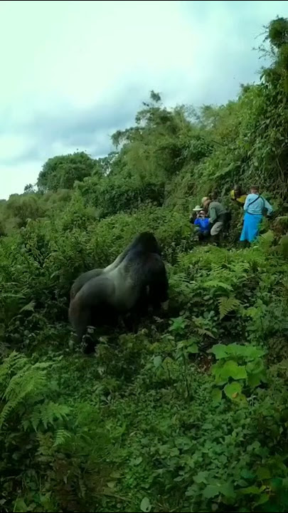 😮🤤WOW ketika manusia mendekati gorila secara dekat lihat yg terjadi!!!!