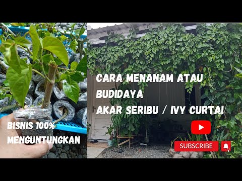 Video: Propagasi Boston Ivy - Mengambil Stek Dari Tanaman Boston Ivy