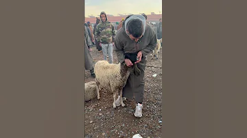 كيف جاتكم هاد النعجة ماعز اكسبلور حولي صردي كيسر للبيع سوق تيك توك عيد الاضحى اكسبلور 
