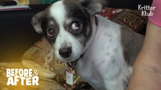 Traumatized Dog Rejects Her Grandma Hold Her  | Before & After Makrover Ep 16