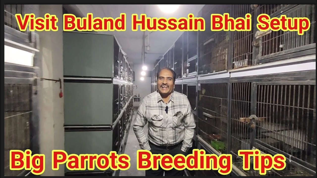 Curated visual reference: Large Parrot Breeding Facilities Reference: Visit Buland Bhai Breeding Setup Big Parrots Breeding Tips