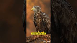 Eagles  Discover The Majesty Of Eagles