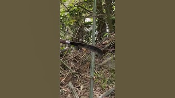 Tôi làm con dao quắm phát rẫy bằng thép mảnh bom chặt cây như chặt chuối vậy