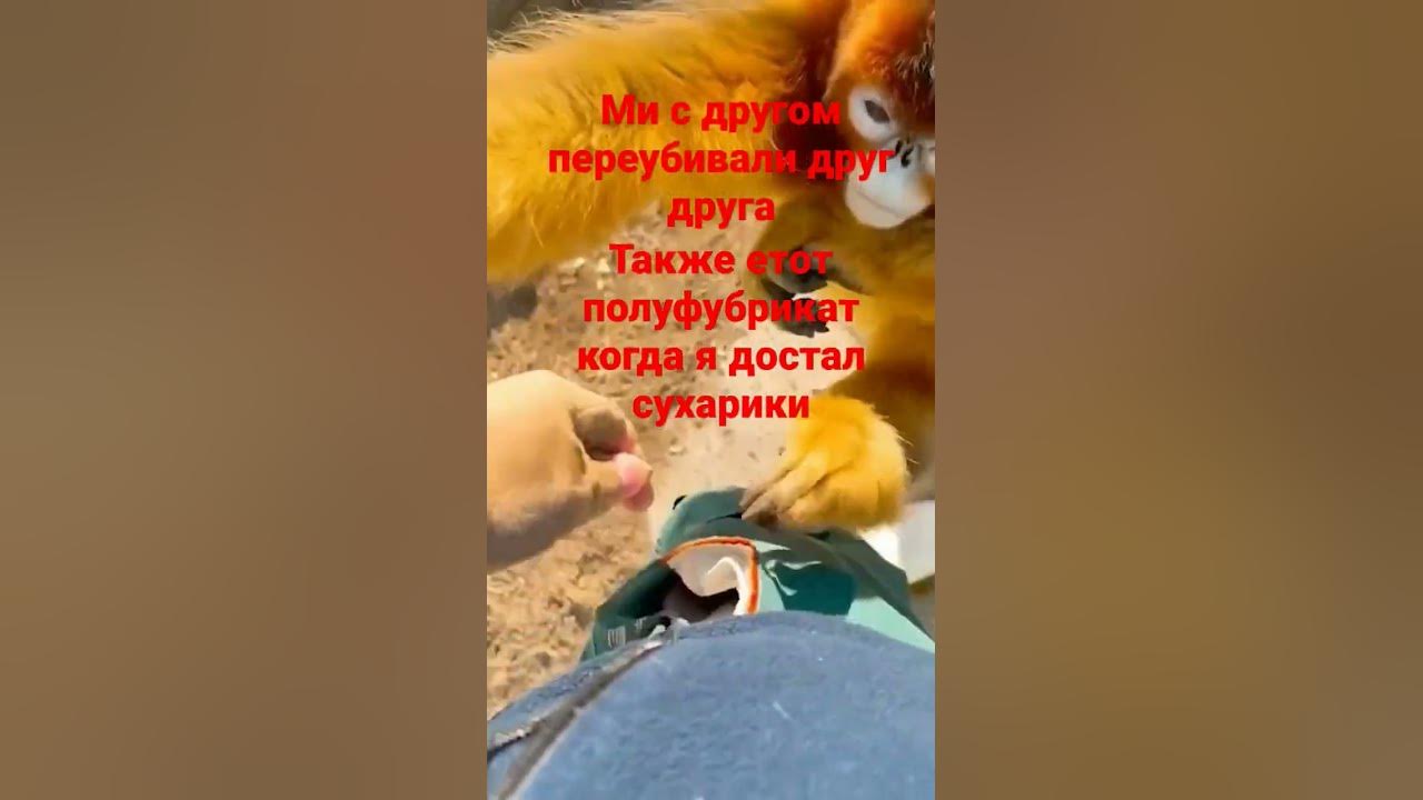 абема - YouTube